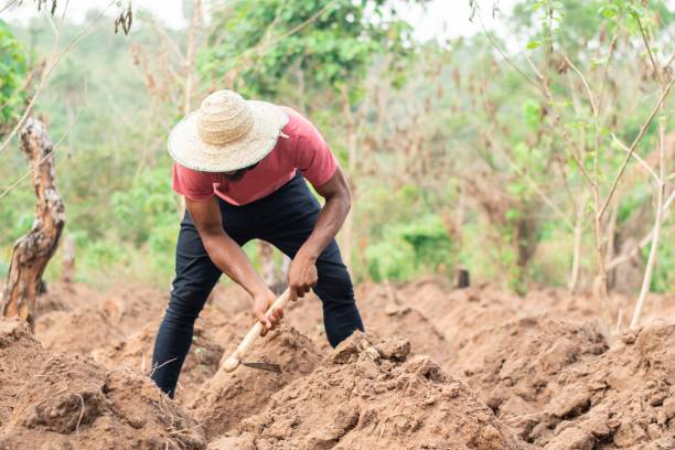 african farmer working in a farm